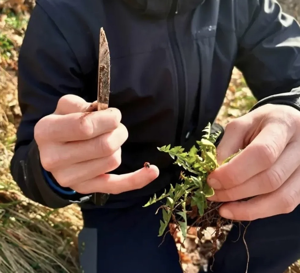 Foraging_Chef-Mauro-Siega