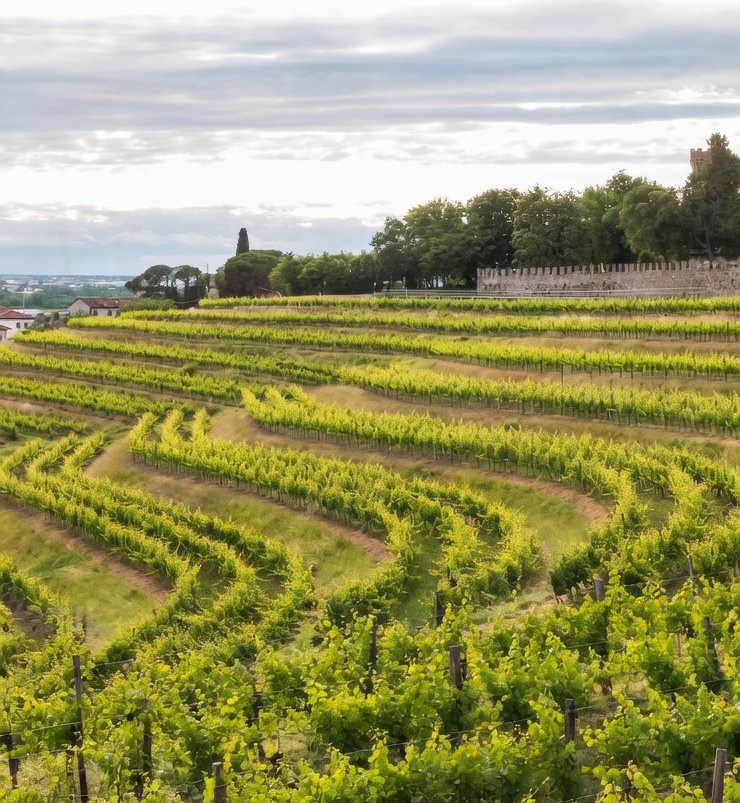 Colline-Buttrio