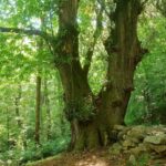 castagno-monumentale_Pegliano
